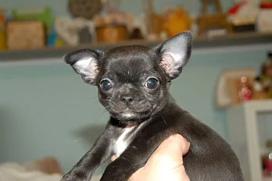 Chihuahua szczeniak, Świętokrzyskie, Raczyce
