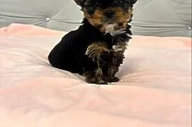Yorkshire terrier mini