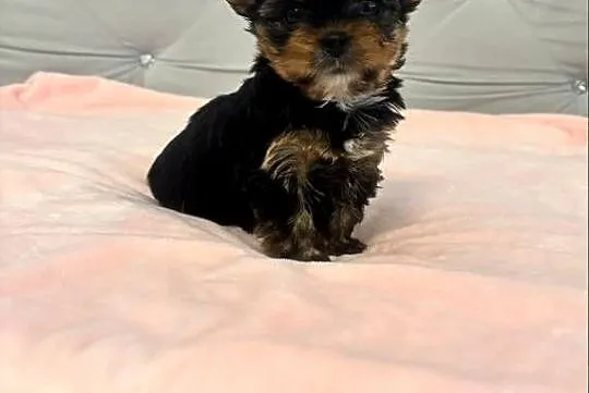 Yorkshire terrier mini