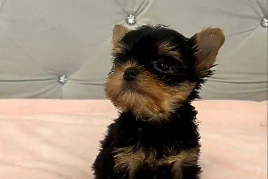 Yorkshire terrier mini, Lubuskie, Gorzów Wielkopolski