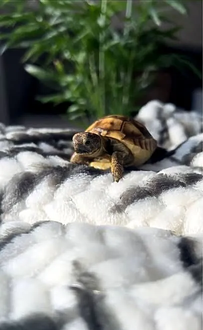 Żółw lądowy | wyposażenie oraz terrarium | wysyłka, transport, Dolnośląskie, Wrocław