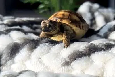 Żółw lądowy | wyposażenie oraz terrarium | wysyłka, transport, Dolnośląskie, Wrocław