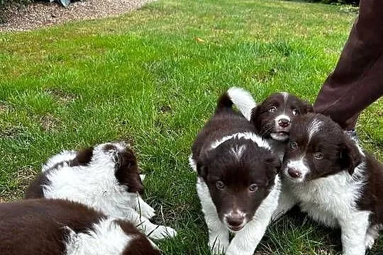 Border Collie szczeniaki
