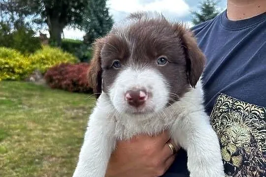 Border Collie szczeniaki, Kujawsko-pomorskie, Linowiec
