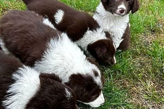 Border Collie szczeniaki, Kujawsko-pomorskie, Linowiec