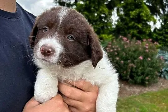Border Collie szczeniaki, Kujawsko-pomorskie, Linowiec