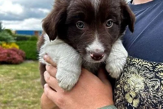 Border Collie szczeniaki, Kujawsko-pomorskie, Linowiec