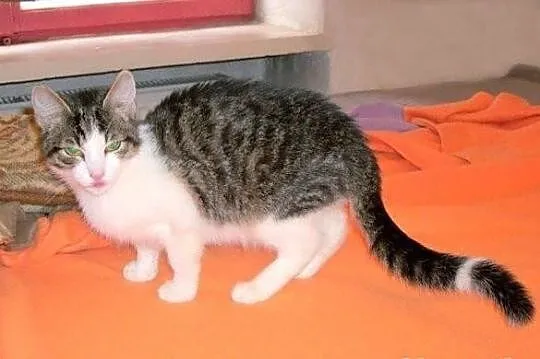 Czesław