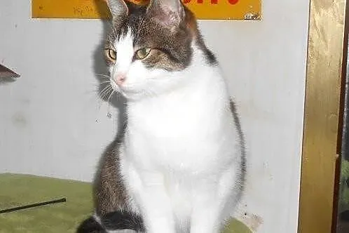 Czesław