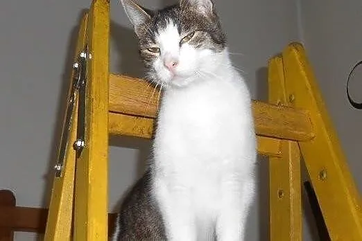 Czesław