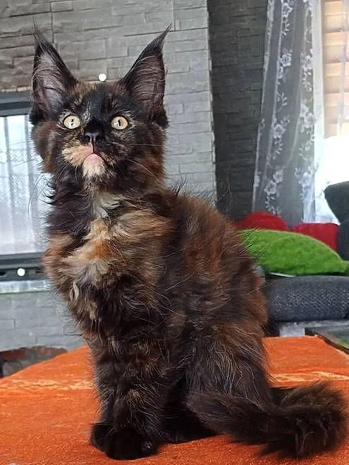 Maine Coon kotka czarny szylkret rodowód FPL, Małopolskie, Olkusz