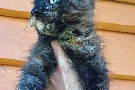 Maine Coon kotka czarny szylkret rodowód FPL, Małopolskie, Olkusz