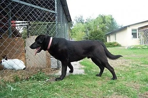 Karbon - młody pies w typie labradora szuka domu