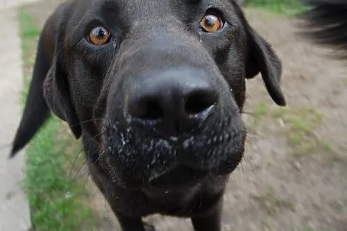 Karbon - młody pies w typie labradora szuka domu