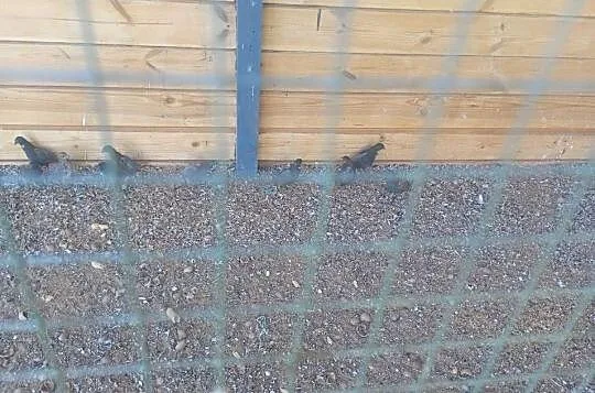 Przepiórki chińskie, Łódzkie, Wrzesiny