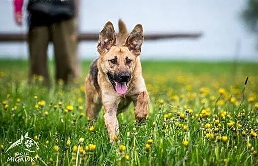 Młody wesołek szuka domu. Aktywny Orion do adopcji