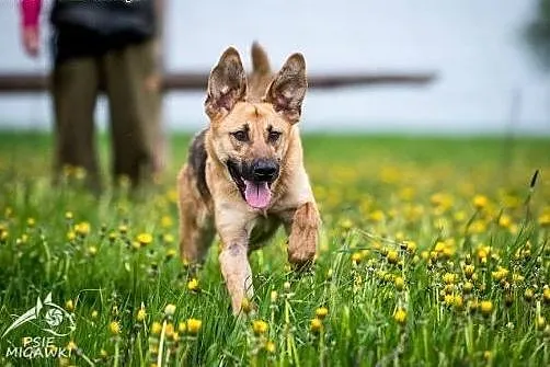 Młody wesołek szuka domu. Aktywny Orion do adopcji