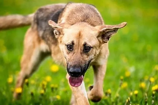 Młody wesołek szuka domu. Aktywny Orion do adopcji