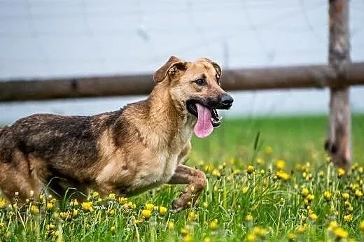 Młody wesołek szuka domu. Aktywny Orion do adopcji