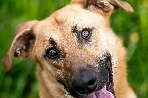 Młody wesołek szuka domu. Aktywny Orion do adopcji