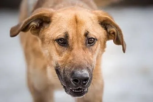 Młody wesołek szuka domu. Aktywny Orion do adopcji