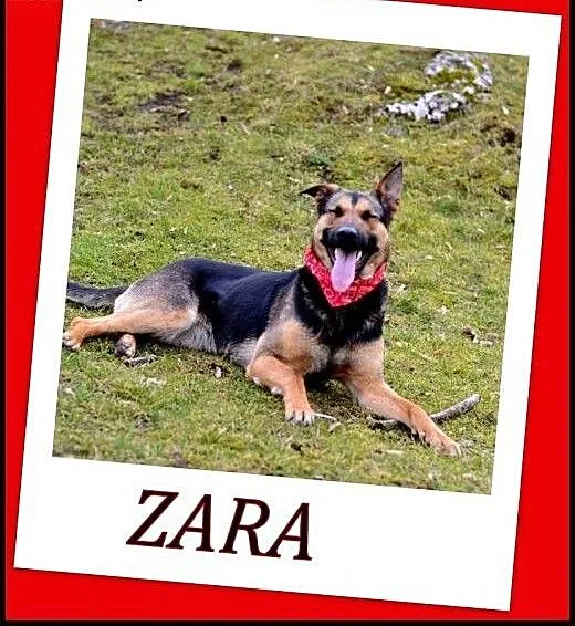 ZARA - ok. 2-letnia suczka w typie owczarka, mało