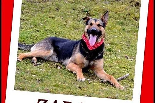 ZARA - ok. 2-letnia suczka w typie owczarka,  mało