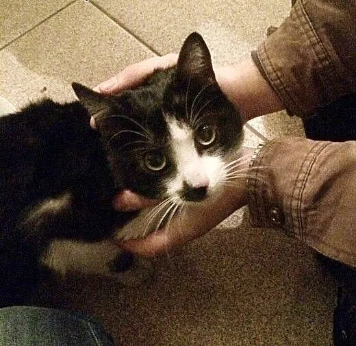 Kotek ze schroniska pilnie potrzebuje domu, mazow