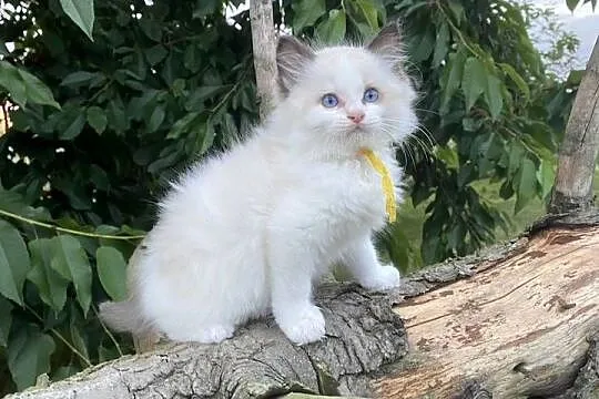 Kocurek ragdoll  prawdziwy międzynarodowy rodowód