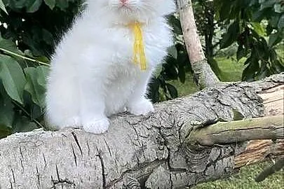 Kocurek ragdoll  prawdziwy międzynarodowy rodowód, Śląskie, Katowice