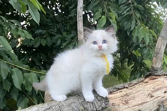 Kocurek ragdoll  prawdziwy międzynarodowy rodowód, Śląskie, Katowice