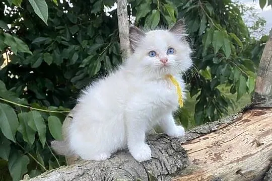 Kocurek ragdoll  prawdziwy międzynarodowy rodowód, Śląskie, Katowice