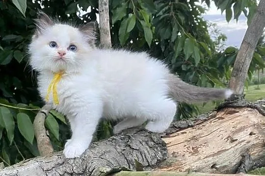 Kocurek ragdoll  prawdziwy międzynarodowy rodowód, Śląskie, Katowice
