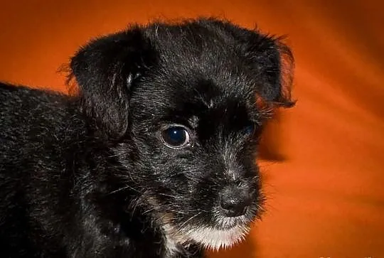 OTOZ Animals - Sisi - cudna, malutka kochana suczka szczeniak.