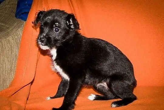OTOZ Animals - Sisi - cudna, malutka kochana suczk