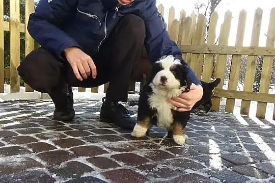 Berneński Pies Pasterski szczenięta już do odbioru