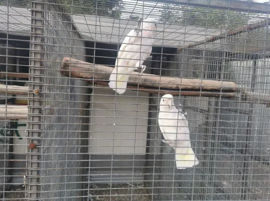 Konura słoneczna Ara Marakana Coloni Arauna Żółtokarka Kakadu Lory Wielkie, , Buk