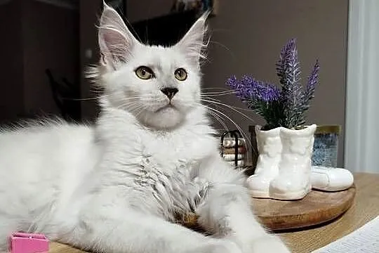 Kotka Maine Coon Kalipso