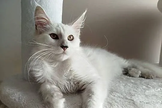 Kotka Maine Coon Kalipso, Kujawsko-pomorskie, Szembruk