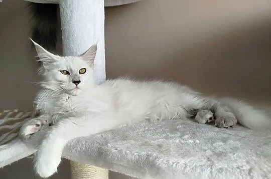 Kotka Maine Coon Kalipso, Kujawsko-pomorskie, Szembruk