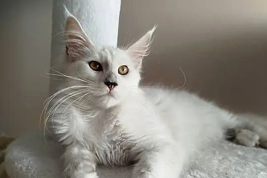 Kotka Maine Coon Kalipso, Kujawsko-pomorskie, Szembruk