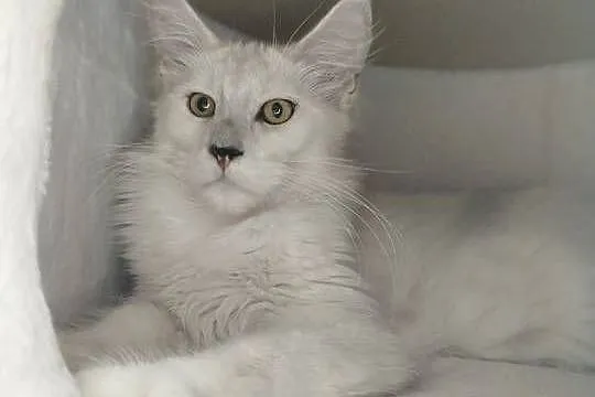 Kotka Maine Coon Kalipso, Kujawsko-pomorskie, Szembruk