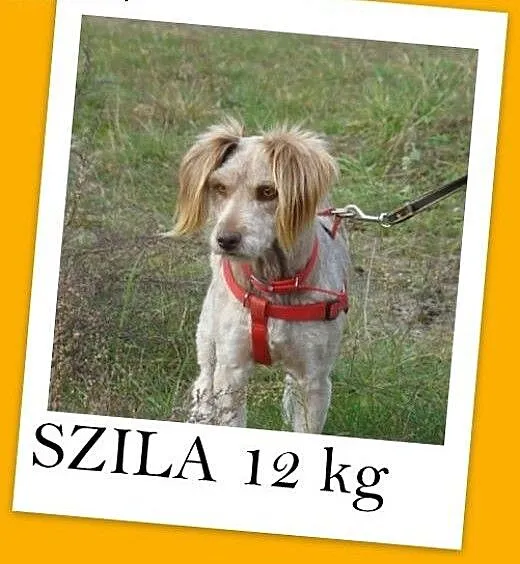 SZILA,sympatyczna,łagodna,wesoła suczka 12 kg.ADOP