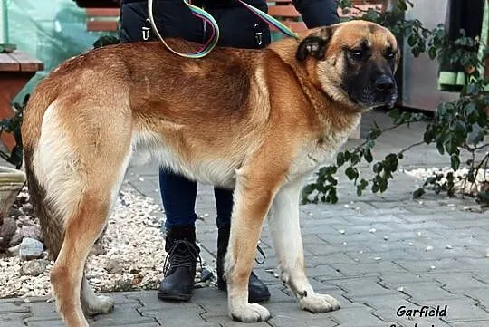 Garfield - dostojny pan, Mazowieckie, Nowy Dwór Mazowiecki