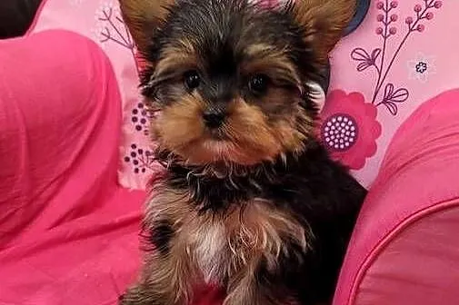 Yorkshire terrier  maleńki piesek z wyprawką
