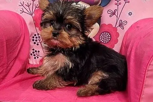 Yorkshire terrier  maleńki piesek z wyprawką, Małopolskie, Kraków