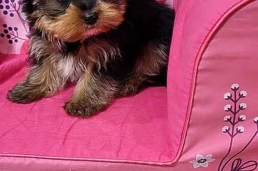 Yorkshire terrier  maleńki piesek z wyprawką, Małopolskie, Kraków