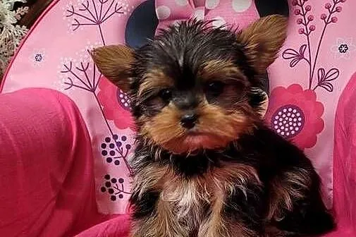 Yorkshire terrier  maleńki piesek z wyprawką, Małopolskie, Kraków