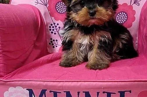 Yorkshire terrier  maleńki piesek z wyprawką, Małopolskie, Kraków