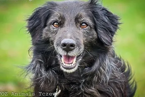 OTOZ Animals - Fery - spanielkowy psiak czeka na rodzinę!,  pomorskie Tczew